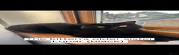 British Shorthair cats for sale: 3 GCCF registered British short hair kittens - Advert 3