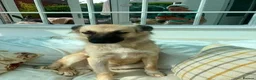 Mixed Breed dogs for adoption: Meet Missy, currently residing in Cheshire  - Advert 3