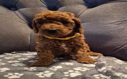 Cockapoo dogs for sale: Cockapoo puppies  - Image 12