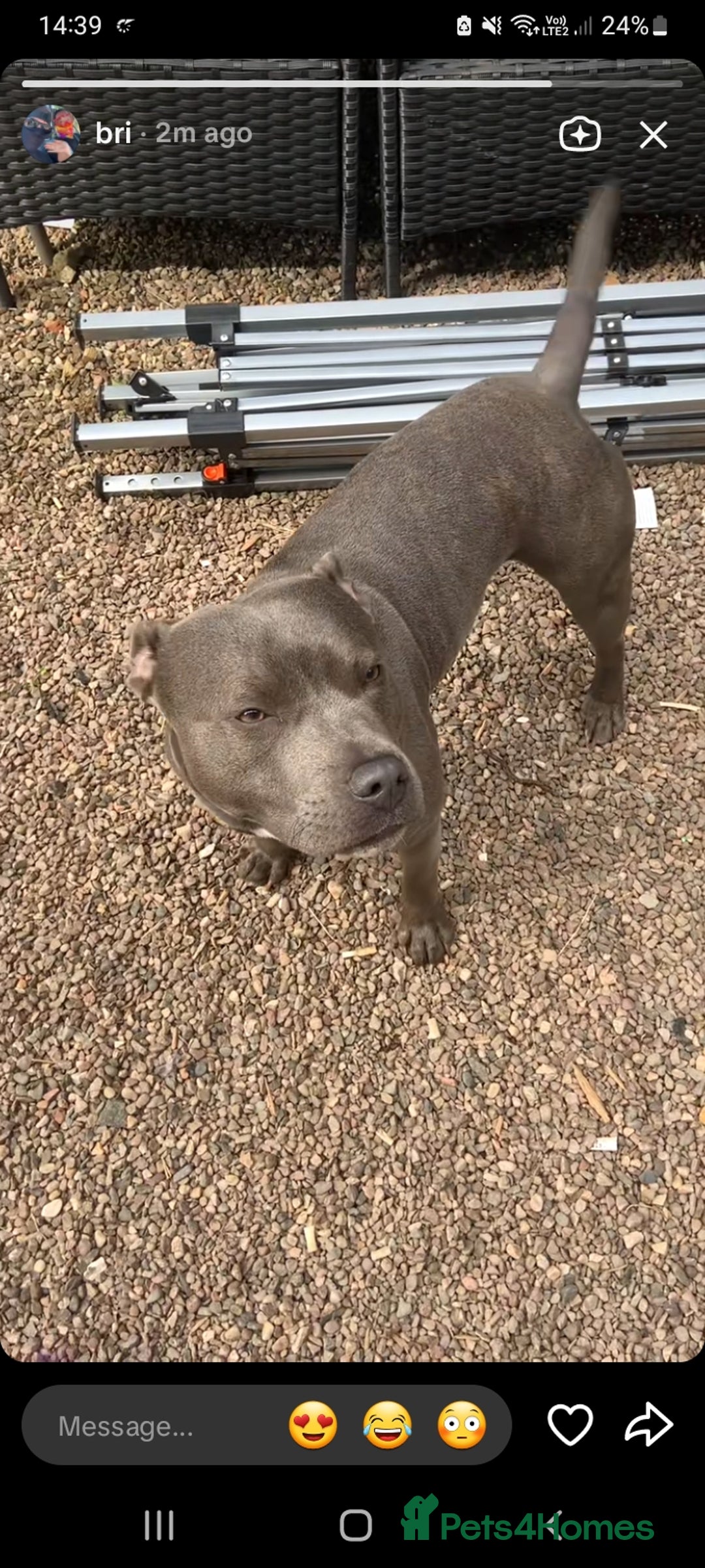 Staffordshire Bull Terrier dogs for sale: Staffy pup - Image 11
