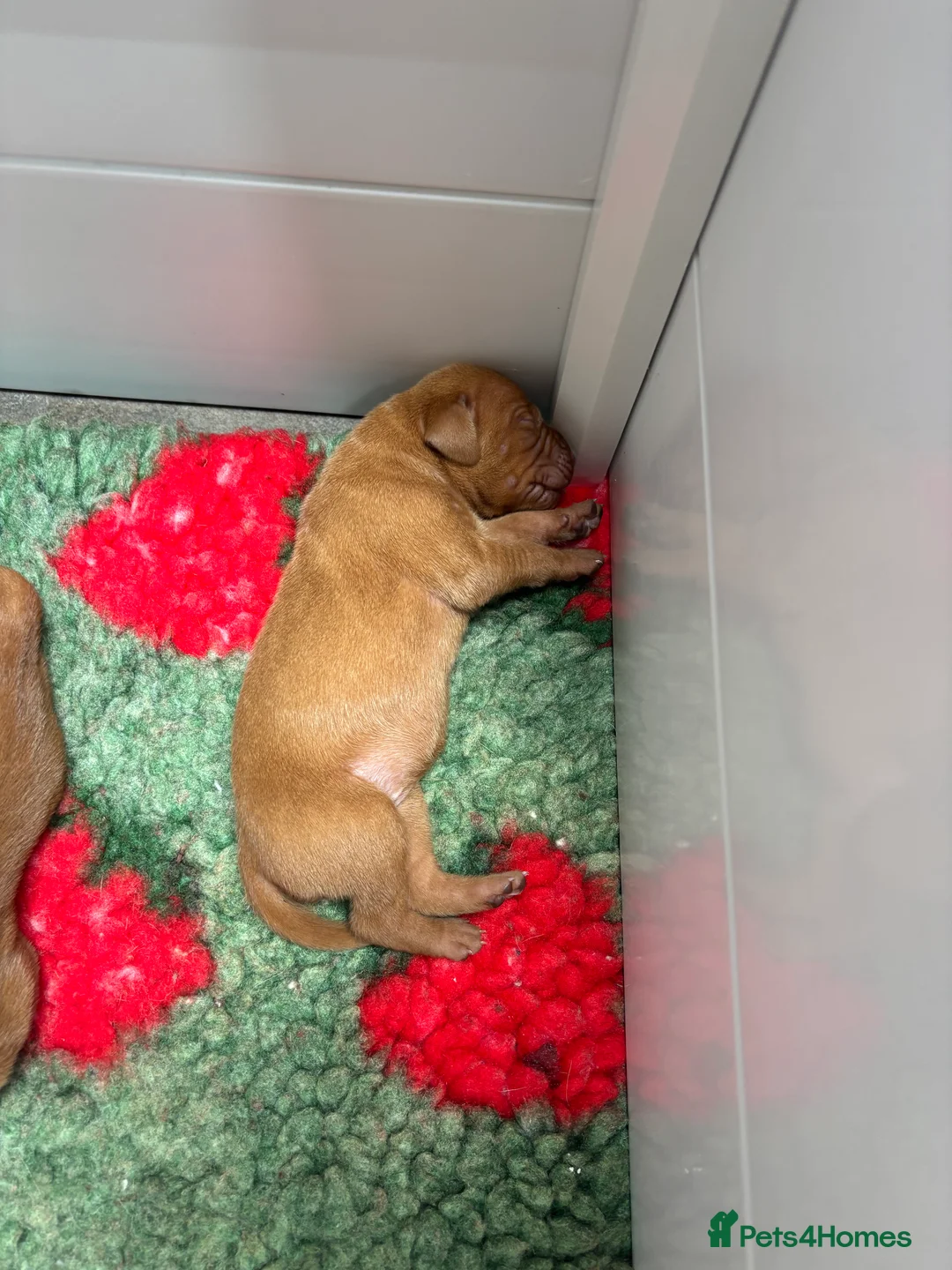 Hungarian Vizsla dogs for sale: 🥰 NEW KC REG Hungarian Vizsla Beautifully Bred,  - Advert 2