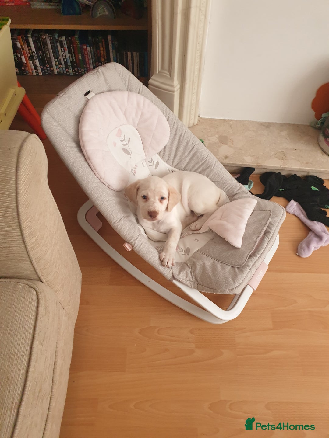 Mixed Breed dogs for sale: Our gorgeous Dalidor needs a loving home - Image 6