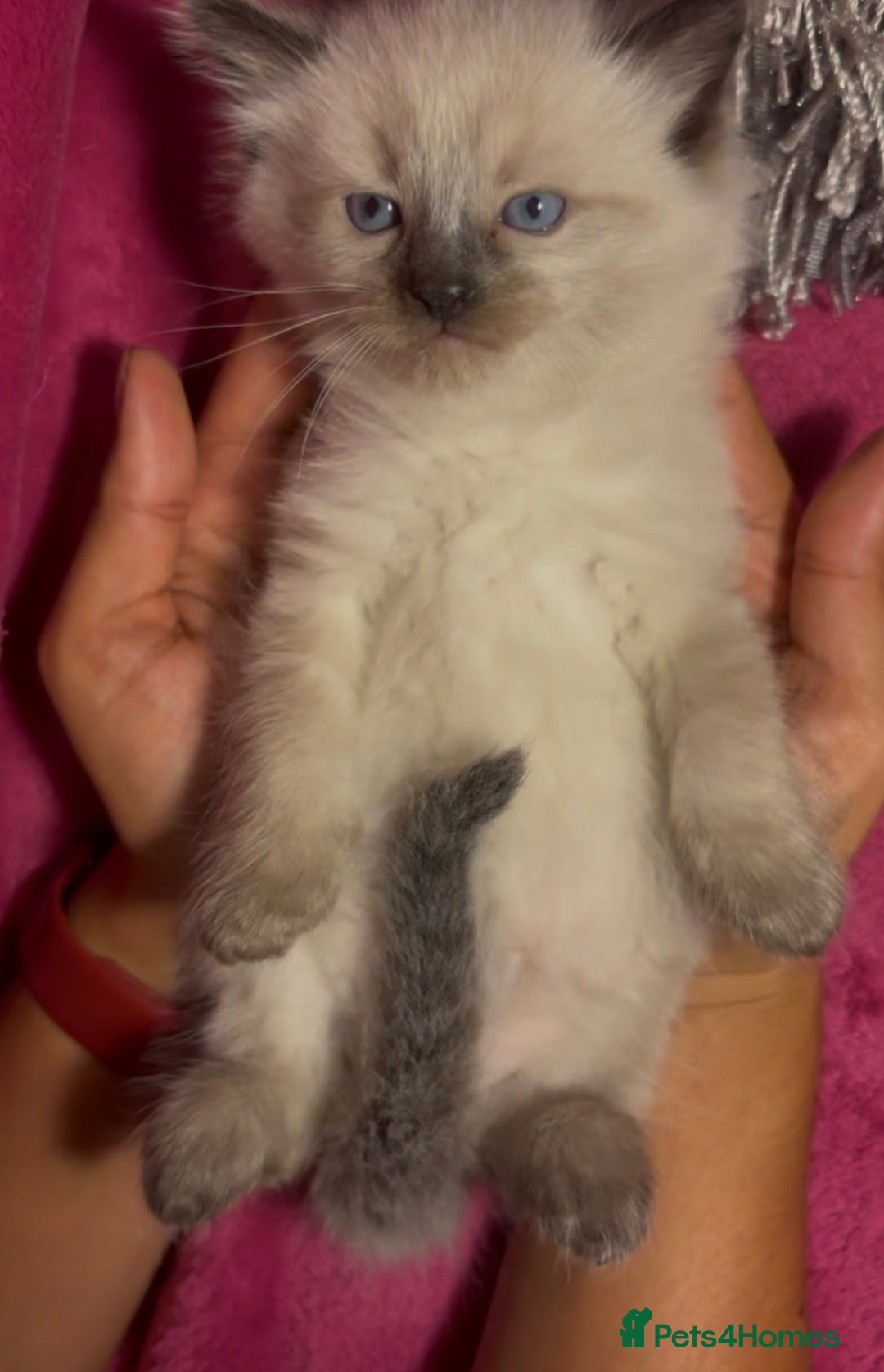 Ragamese cats for sale: Ragamese - Ragdoll x Siamese adorable kittens  - Image 6