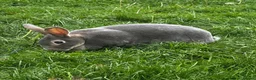 Rex rabbits for sale: 2 standard Rexes a bonded must go together  - Advert 2