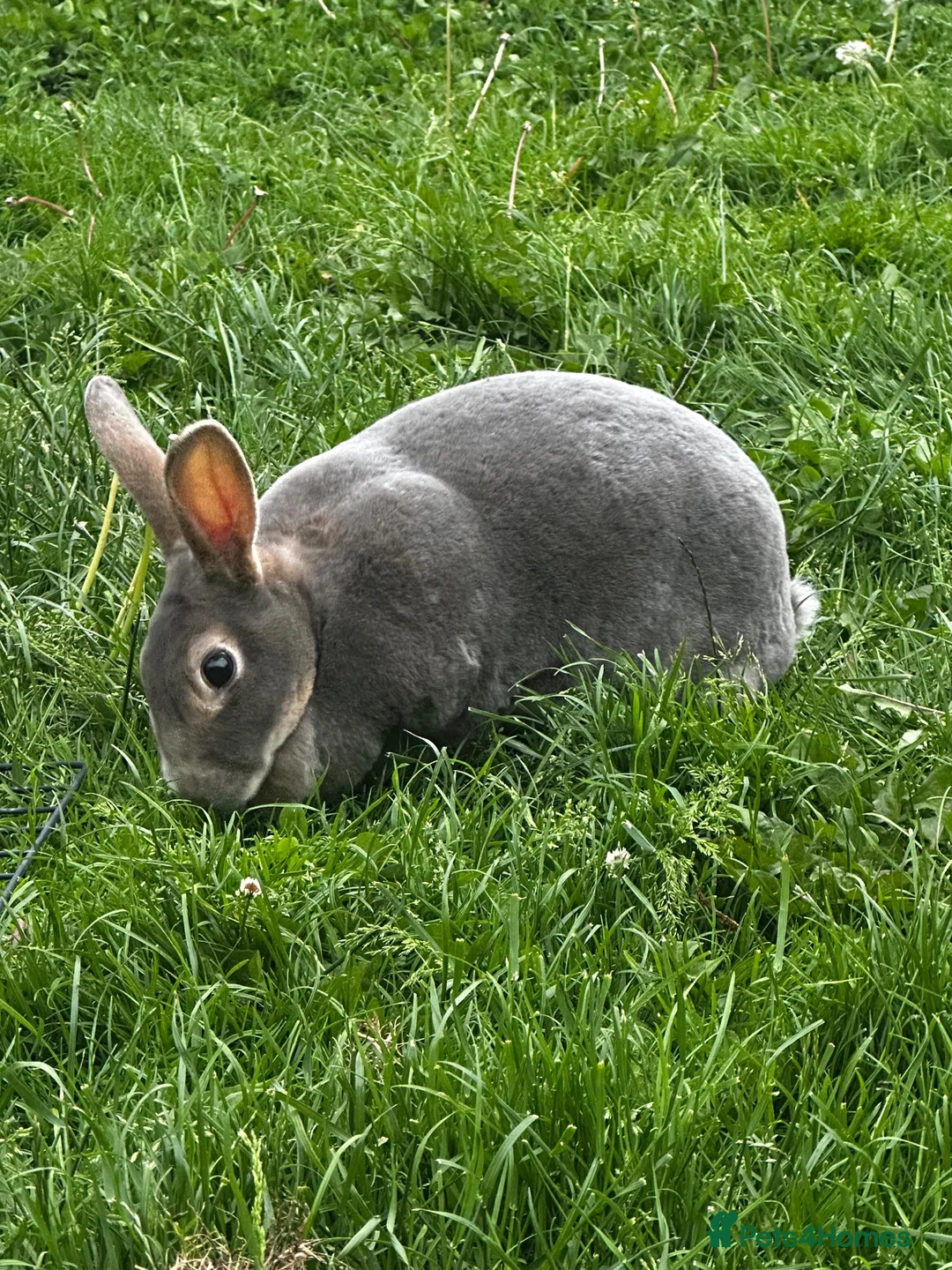 Rex rabbits for sale: 2 standard Rexes a bonded must go together  - Advert 2