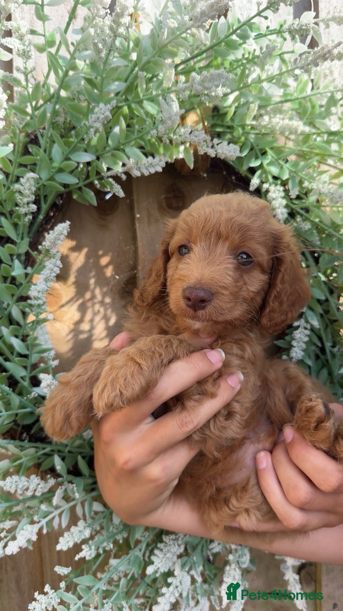 Cockapoo dogs Cockapoo puppies - Advert 2
