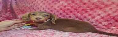 Miniature Dachshund 2
