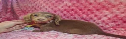 Miniature Dachshund dogs for sale: Miniture dachshund puppies  - Advert 10