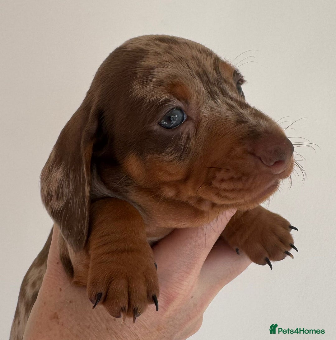 Miniature Dachshund dogs for sale: Tiny miniature dachshund puppies  - Image 7