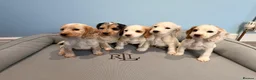 Cocker Spaniel dogs for sale: Cocker Spaniel Puppies - Advert 7