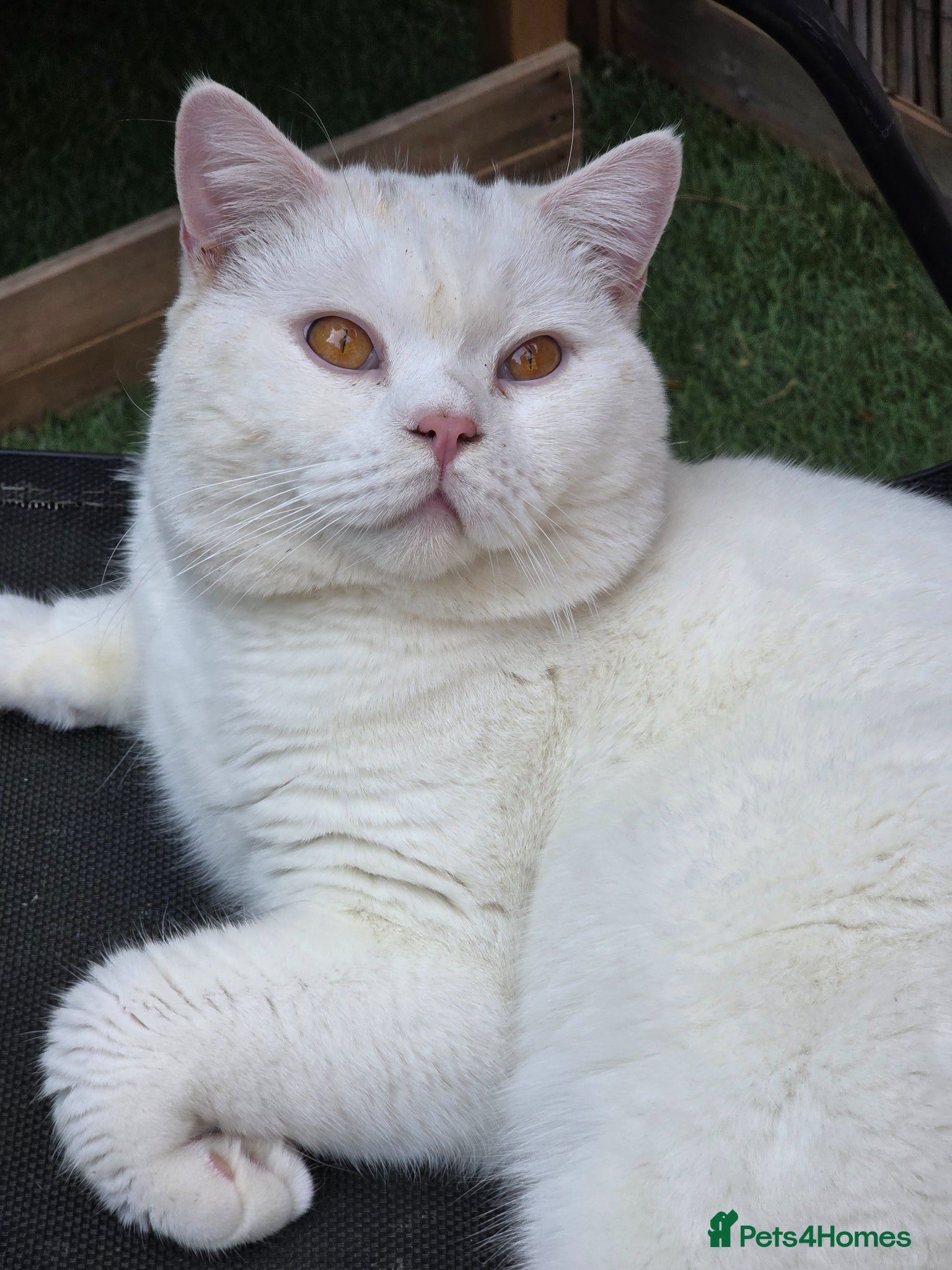 British Shorthair cats Proven White British Shorthair Stud Available 🤍 - Advert 1