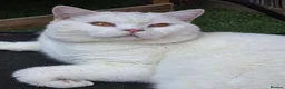 British Shorthair cats for stud: Proven White British Shorthair Stud Available 🤍 - Advert 1