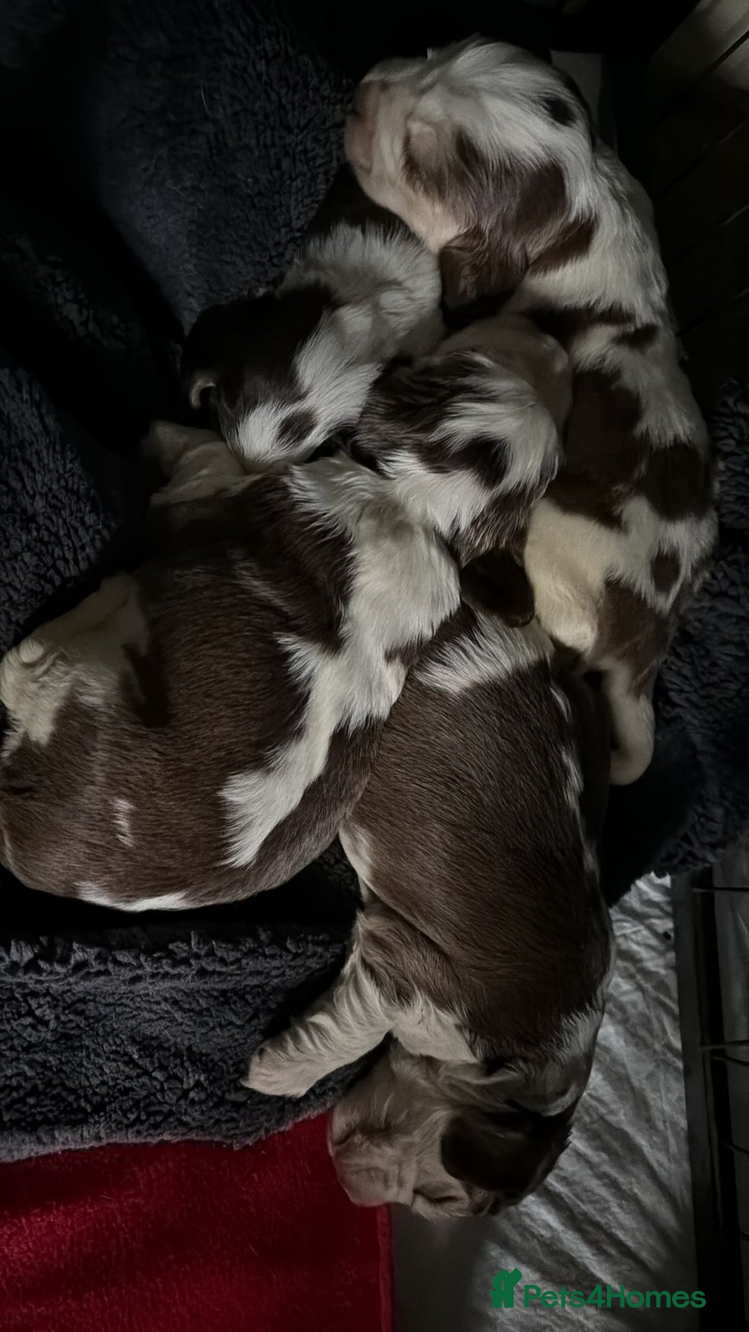 Cocker Spaniel dogs for sale: 🩷Stunning chocolate sable roan show type cocker🩷 - Advert 13