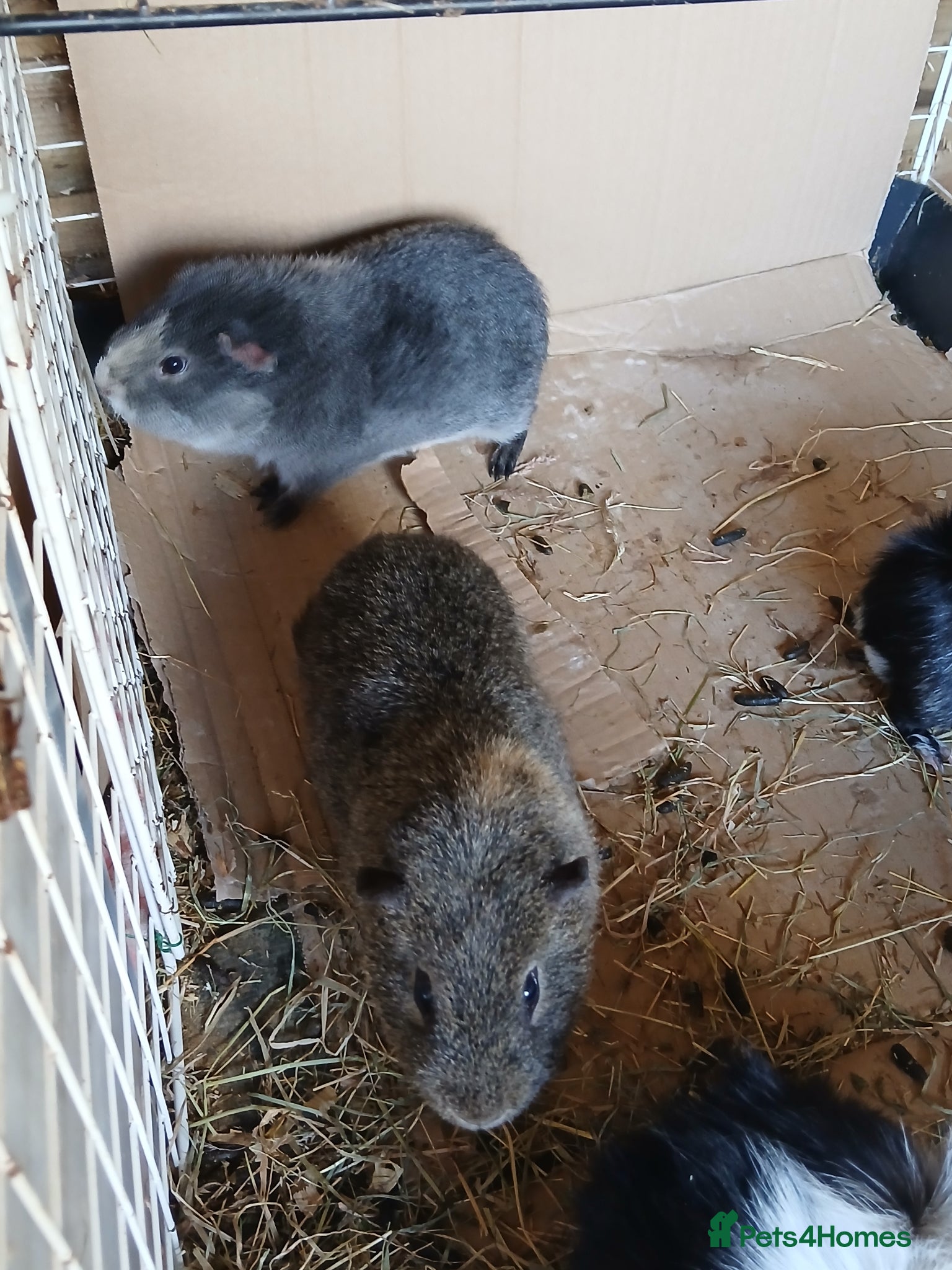 Guinea Pig rodents Bonded Boar Guinea Pigs for sale - Advert 1