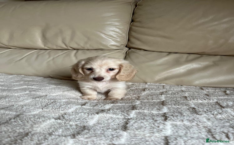 Miniature Dachshund dogs - Advert 1