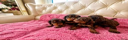 Cocker Spaniel dogs for sale: Beautiful working cockers  - Advert 17