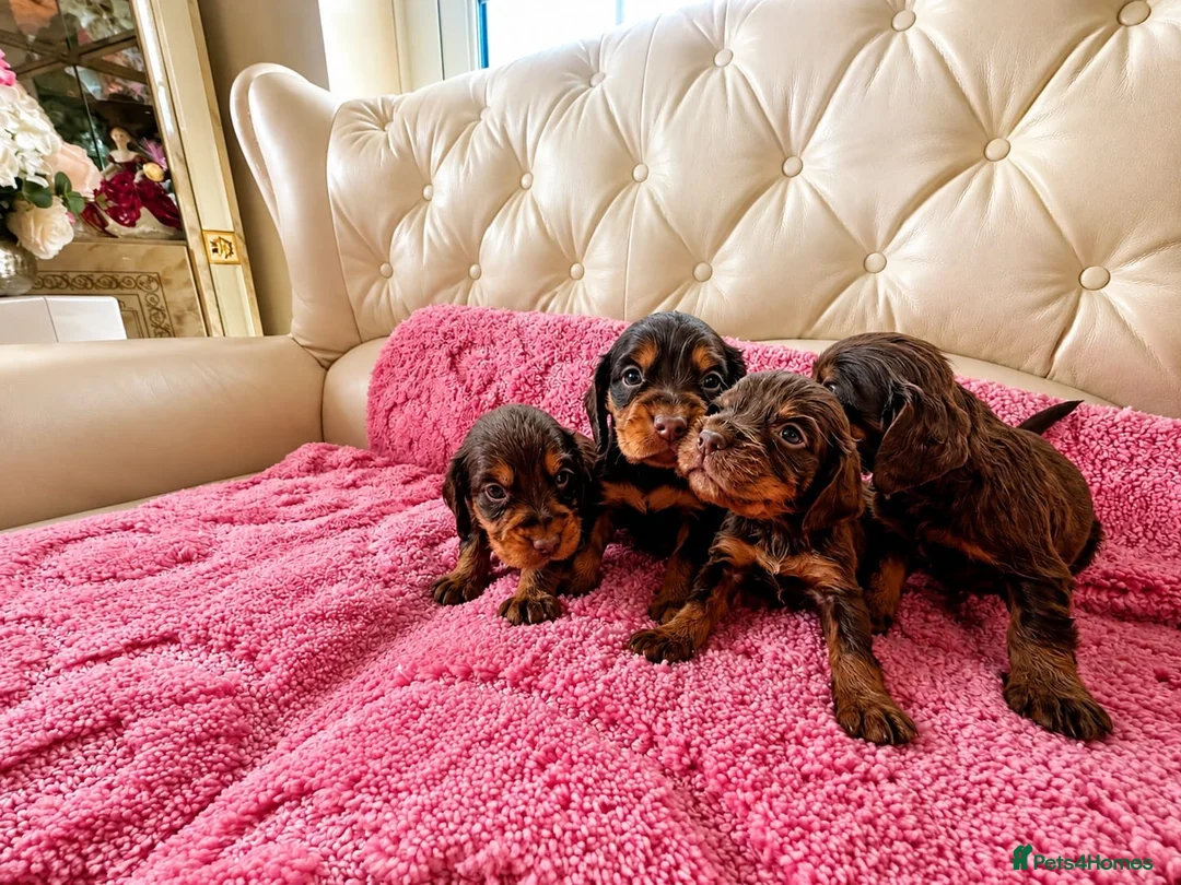 Cocker Spaniel dogs for sale: Beautiful working cockers  - Advert 17