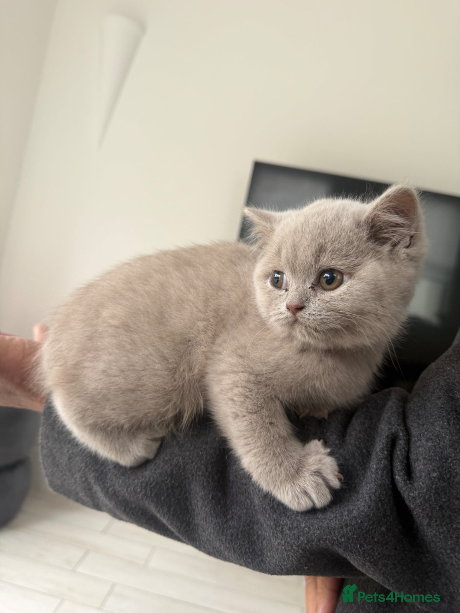 British Shorthair cats Beautiful British Shorthair kittens for sale - Advert 14
