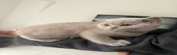 British Shorthair cats for sale: Beautiful British Shorthair kittens for sale - Advert 1