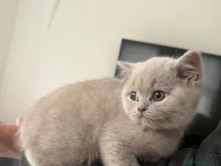 British Shorthair cats Beautiful British Shorthair kittens for sale - Advert 2