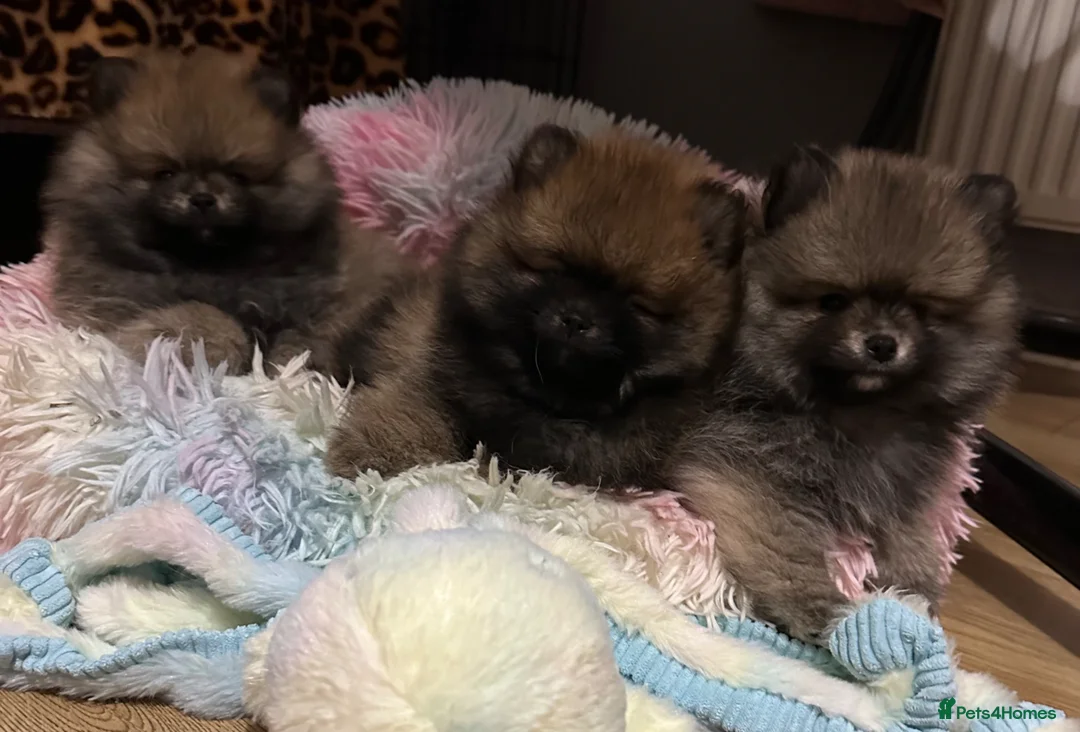 Pomeranian dogs for sale: ❤️ READY NOW! Stunning Pomeranian puppies 🐶❤️ - Advert 2