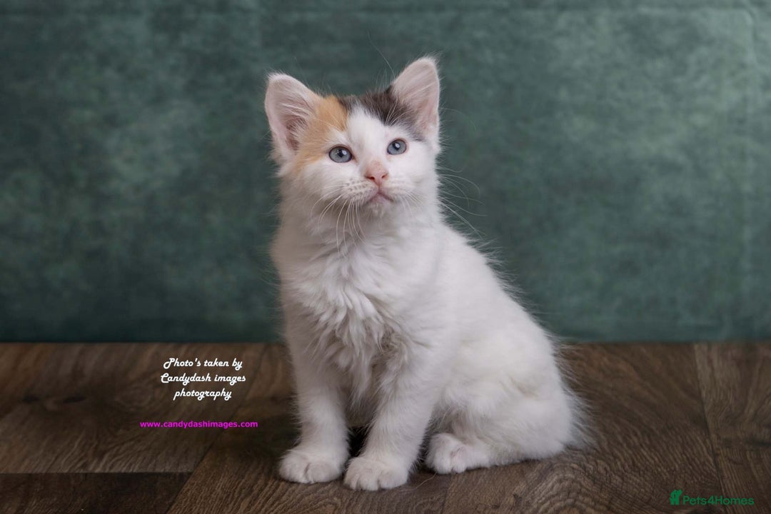 British Longhair cats for sale: ADORABLE DOG AND HOOVER PROOF KITTENS - Image 22
