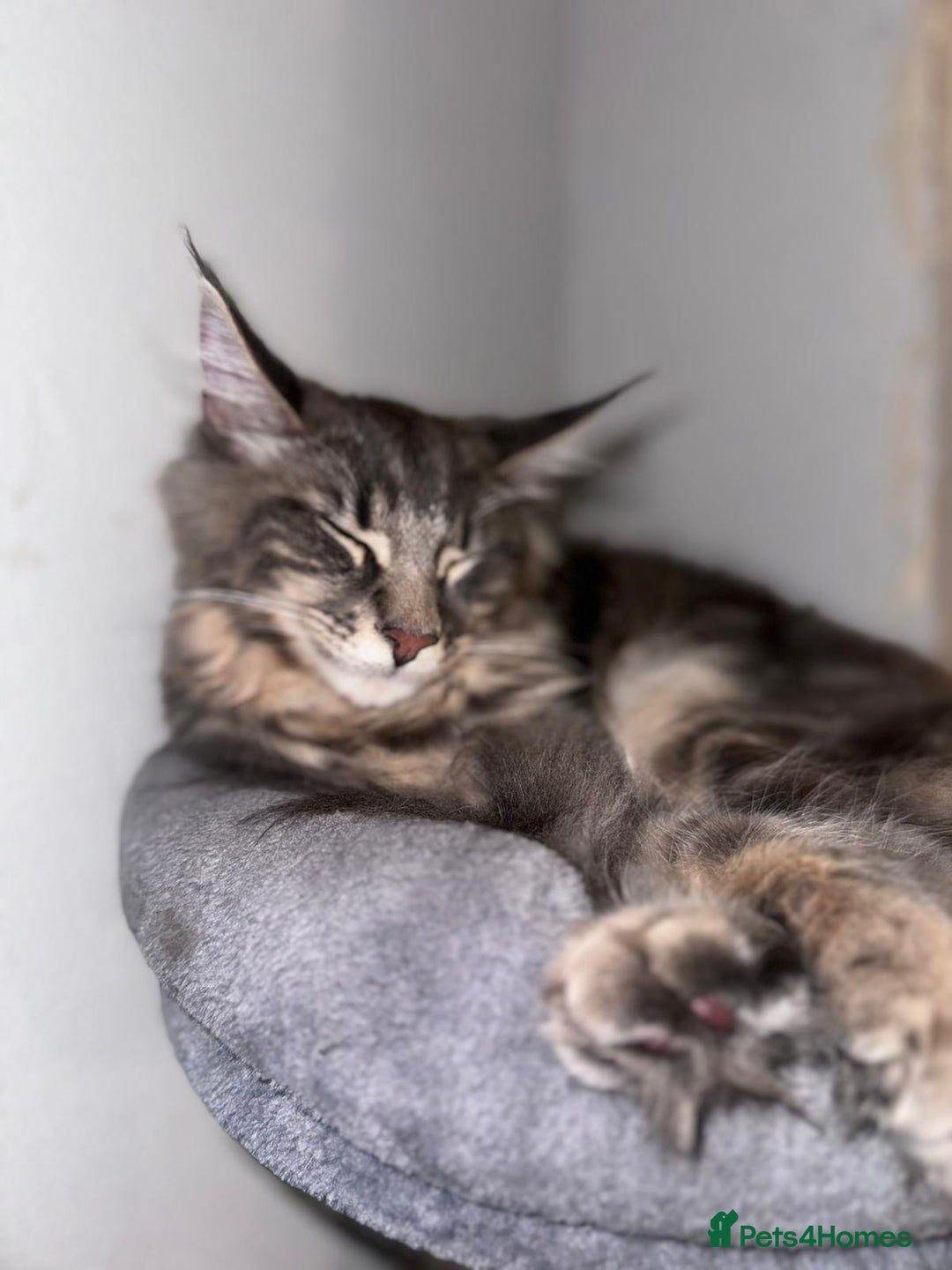 Maine Coon cats for sale: Friendly Stripy Grey Male Maine Coon  - Image 5