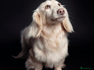 Miniature Dachshund dogs in Saint Helens - Advert 15