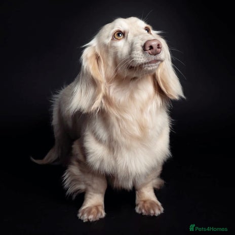 Miniature Dachshund dogs in Saint Helens - Advert 1