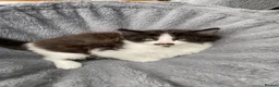 Mixed Breed cats for sale: Kittens for sale  in Peterborough - Advert 8