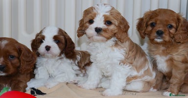 Cavalier King Charles Spaniel dogs - Advert 12