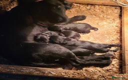 Sprocker dogs for sale: Beautiful litter of Sprockers  - Image 7