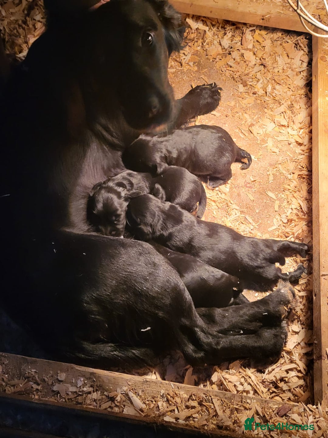 Sprocker dogs for sale: Beautiful litter of Sprockers  - Image 7