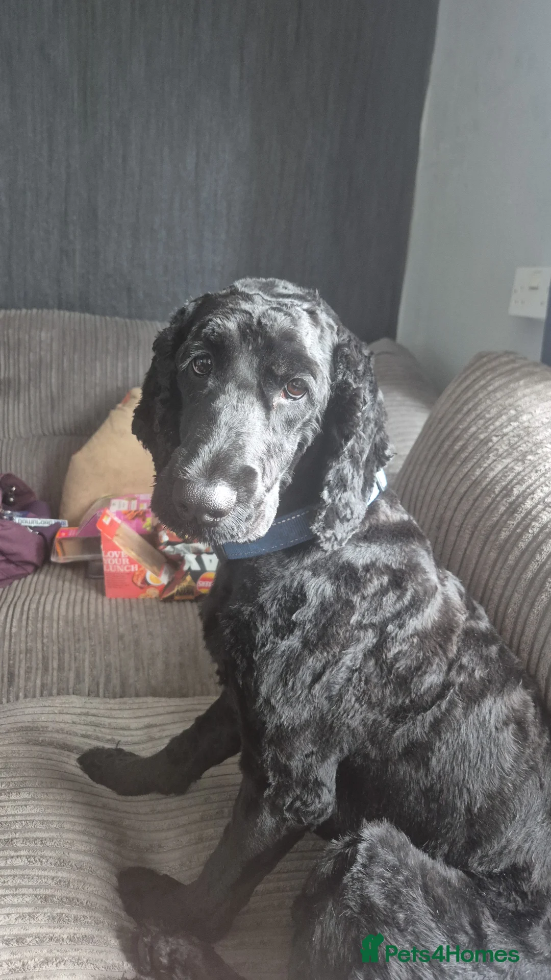 Mixed Breed dogs for sale: Meet Your New Best Friend! - Advert 2