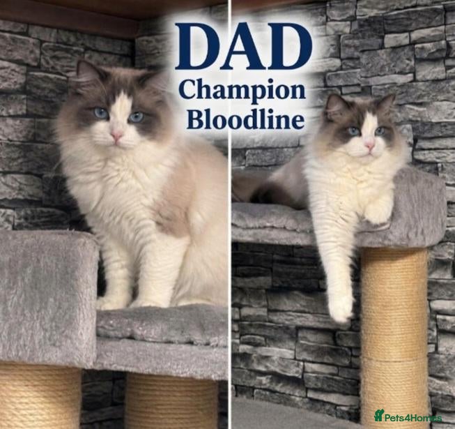 Ragdoll cats 🏆🥇Champion Bloodline🧸😻Ragdolls💖 - Advert 2