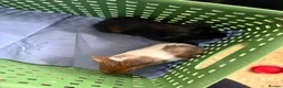 Guinea Pig rodents for sale: Baby male guinea pigs  - Advert 2