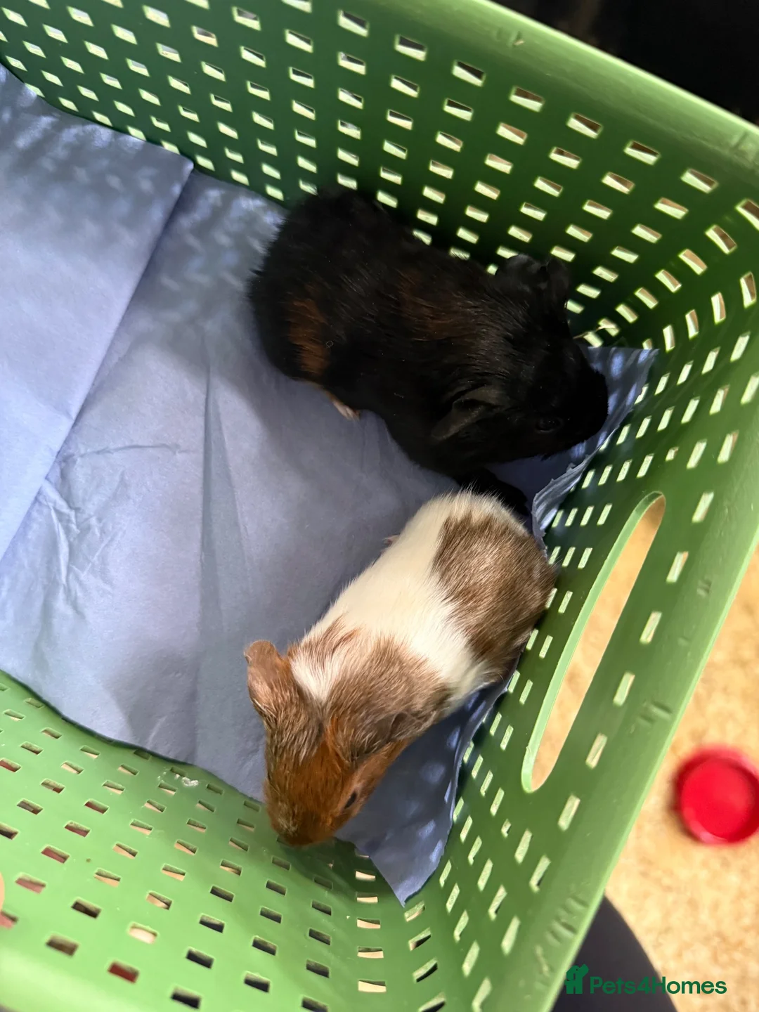 Guinea Pig rodents for sale: Baby male guinea pigs  - Advert 2