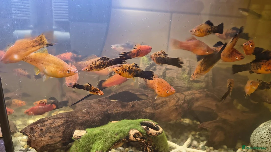 Mollies fish for sale: mollies and Albino Bristlenose Plecos  in Watford - Advert 5