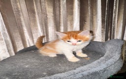 Mixed Breed cats for sale: Tigers angel - Image 6