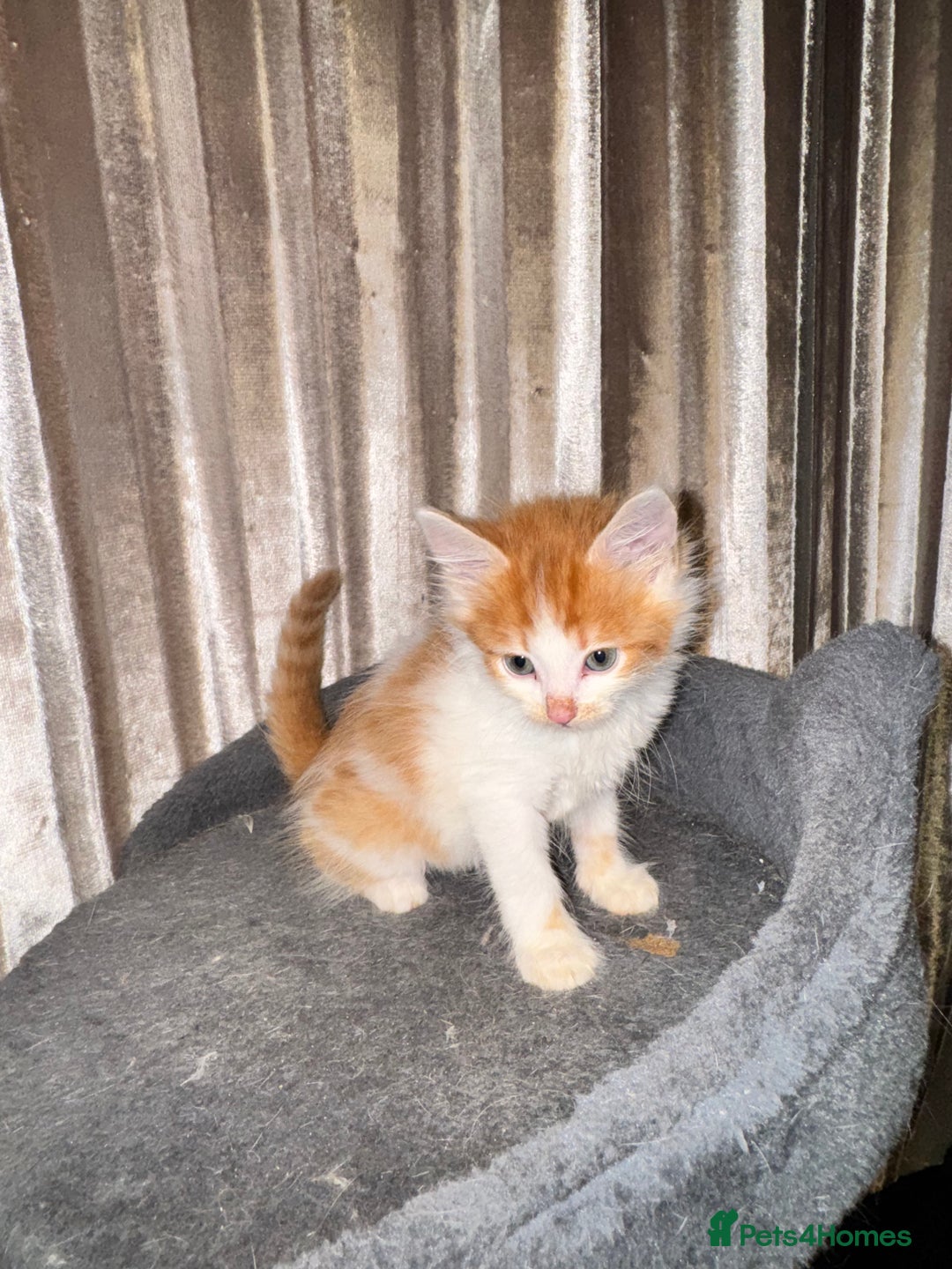 Mixed Breed cats for sale: Tigers angel - Image 6