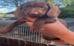 Dachshund dogs for sale: Min dachshund x teckel ( standered dachshund) - Image 18