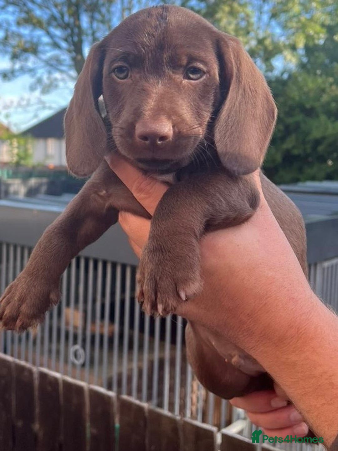 Dachshund dogs for sale: Min dachshund x teckel ( standered dachshund) - Image 18
