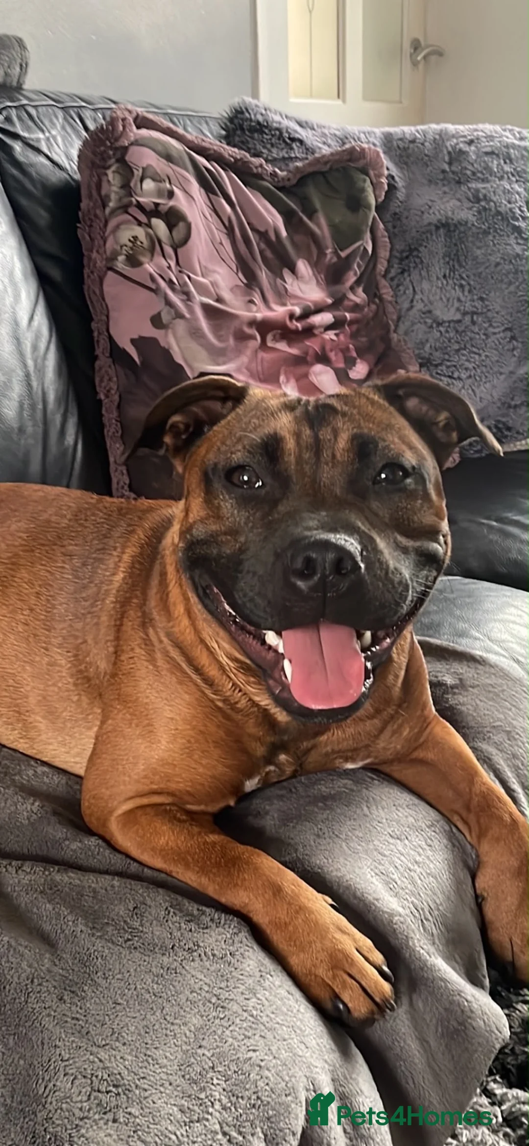 Staffordshire Bull Terrier dogs for sale: Red. Staffordshire bull terriers  - Advert 2