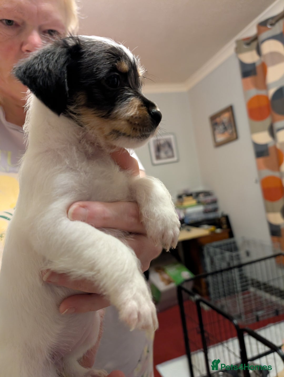 Mixed Breed dogs for sale: Shih Tzu Terrier cross  - Image 10