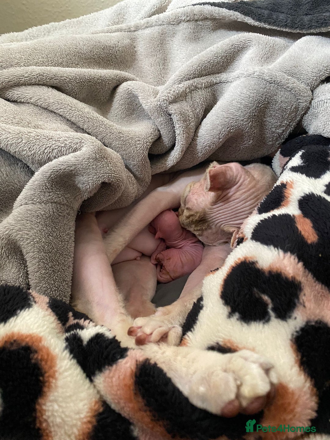 Sphynx cats for stud: Sphynx boy for stud  in Southampton - Advert 40
