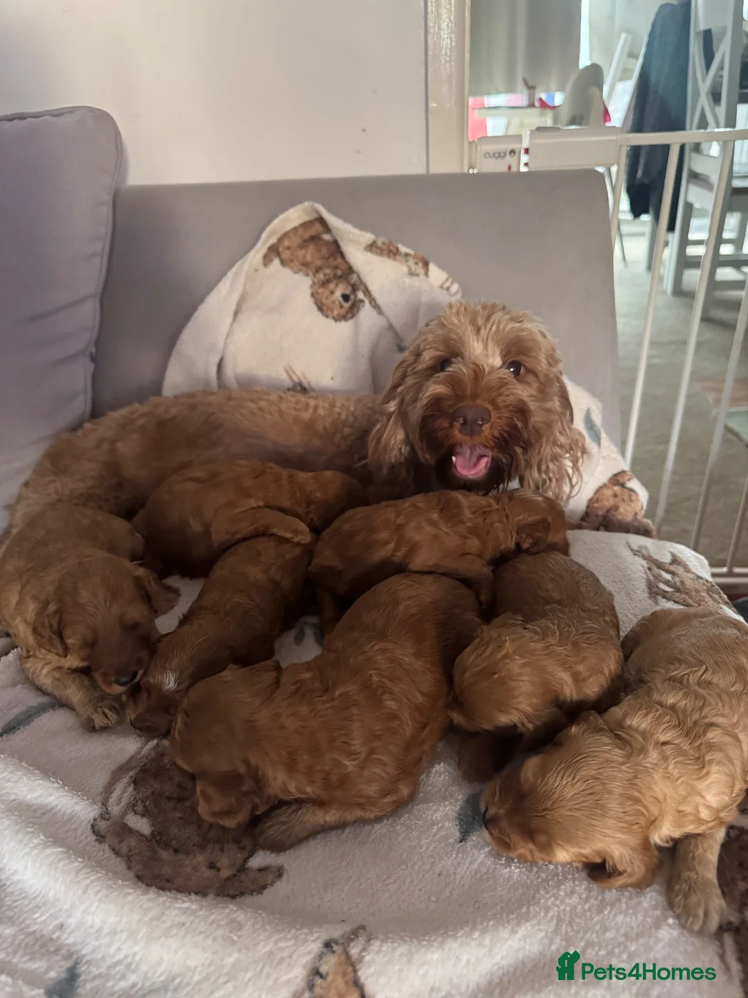 Cavapoo dogs for sale: Beautiful Red Cavapoo Puppies - Advert 15