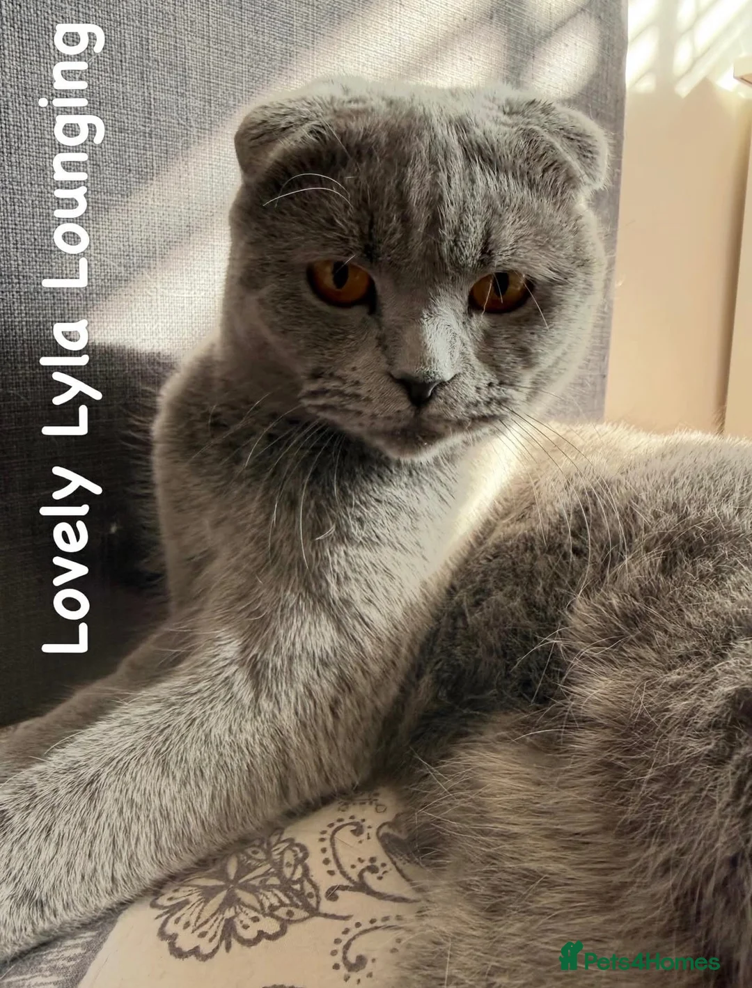 Scottish Fold cats for sale: Beautiful blue Scottish Fold 20 months - Advert 8
