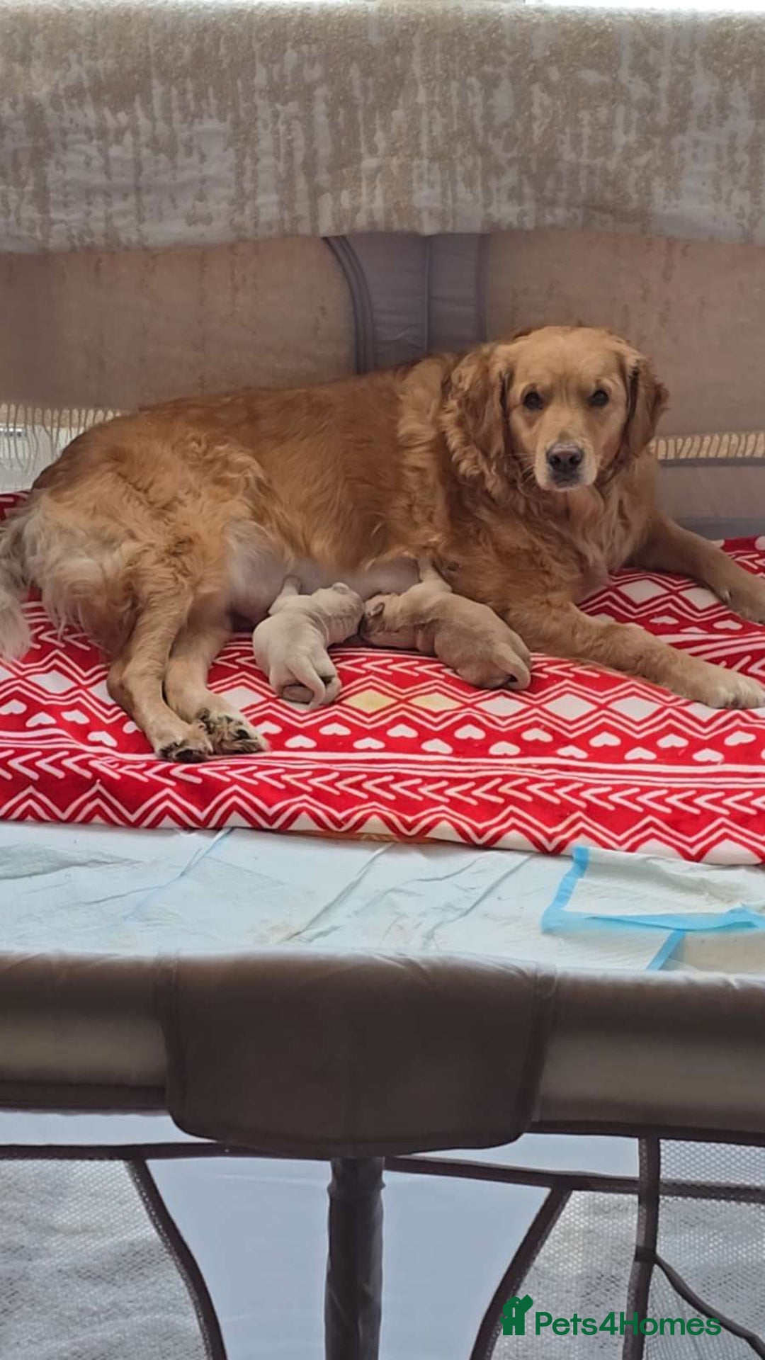 Golden Retriever dogs for sale: Chunky golden retrievers  - Advert 10