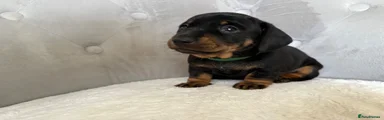 Black and tan 