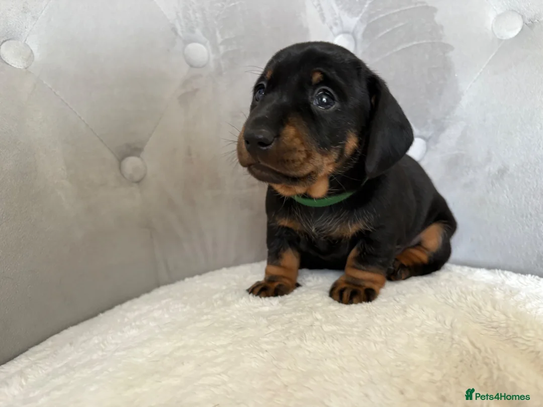 Miniature Dachshund dogs for sale: Miniature Dachshund - Advert 22